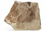 Fossil Leaf (Fagus) Plate - McAbee, BC #226050-1